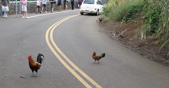 Een Onderzoek naar het Populaire Chicken Road Spel in Nederland, chicken road slot